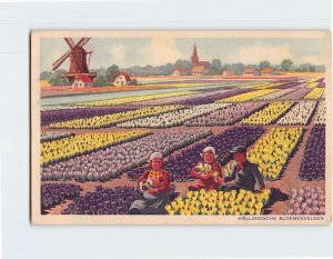 Postcard Hollandsche Bloemenvelden, Netherlands