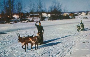 Reindeer Team pulling Sled on Chena River - Fairbanks AK, Alaska - Animal