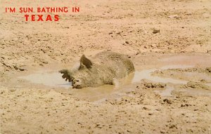 Pig Bathing In Mud - Misc, Texas TX  