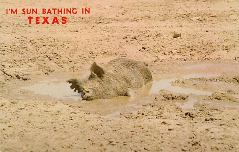 Pig Bathing In Mud - Misc, Texas TX  