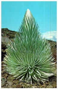 The Haleakala Silversword Cactus Postcard