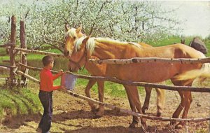 Feeding Time for Two Palomino Horses