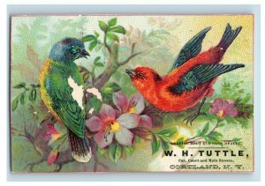 1880s W.H. Tuttle Boots & Shoes Colorful Wild Birds Lot Of 5 P53