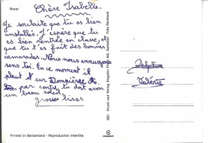 Two Boxer dogs  Modern Swiss photo postcard 1970s