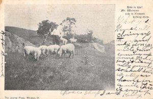 Windsor Vermont Herding Sheep Vintage Postcard AA41446