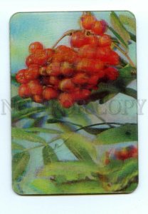 498249 USSR 1979 year rowan berries lenticular 3D Pocket CALENDAR