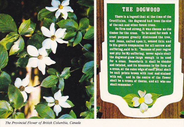 Canada Dogwood Provincial Flower Of British Columbia