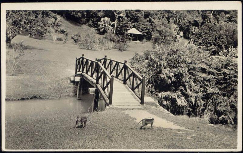 malaysia, PENANG, Botanical Gardens Monkey (1930s) RPPC