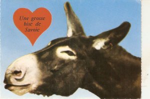 A braying donkey Humorous modern French postcard