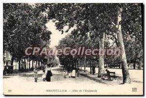 Postcard Old Montpellier Allee I'Esplanade