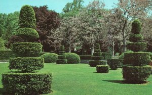 Vintage Postcard Topiary Longwood Garden Copper Beech Flowers Kennett Square PA