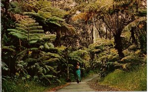 Fern Forest Hawaii Volcanoes National Park Hawaii Postcard Posted 1976