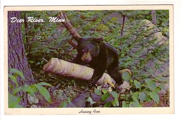 Black Bear Cub on a Birch Branch, Deer River, Minnesota