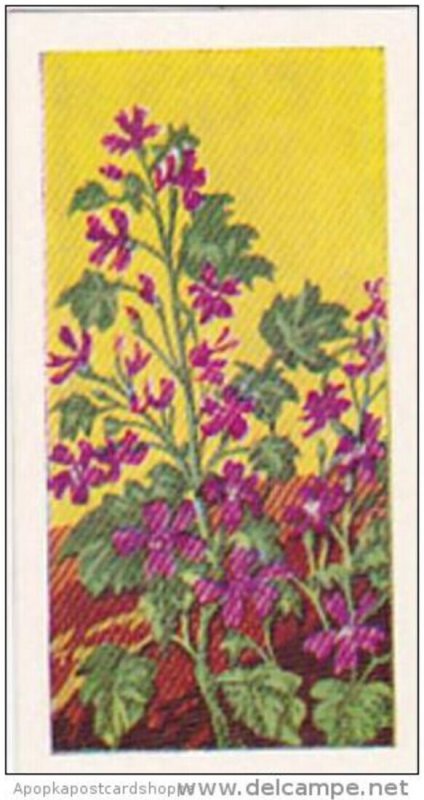 Glengettie Trade Card Wild Flowers No 10 Common Mallow