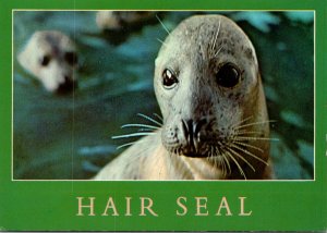 Alaska Hair Seal