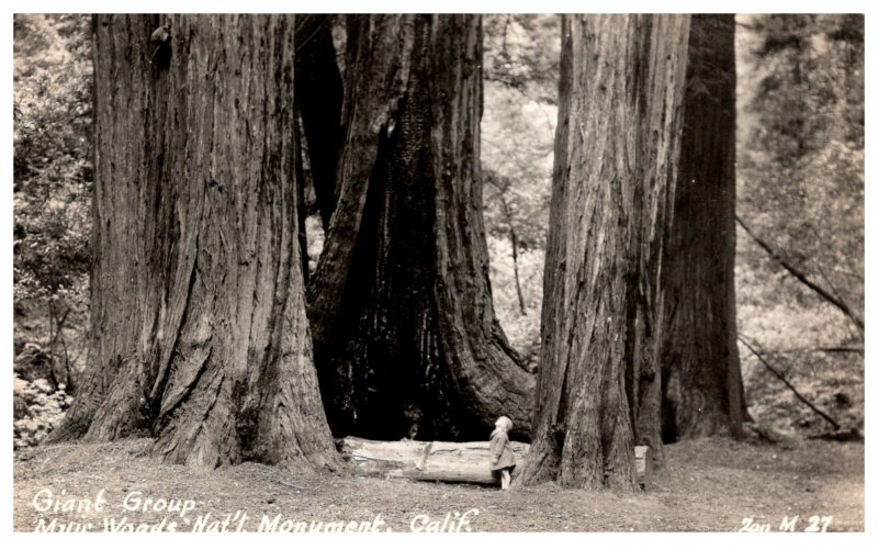 Giant Redwood . Muir Woods National Monument