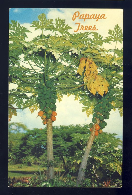 Hawaii/HI Postcard, Papaya Trees, Tropical Fruit Grows Prolifically On Islands