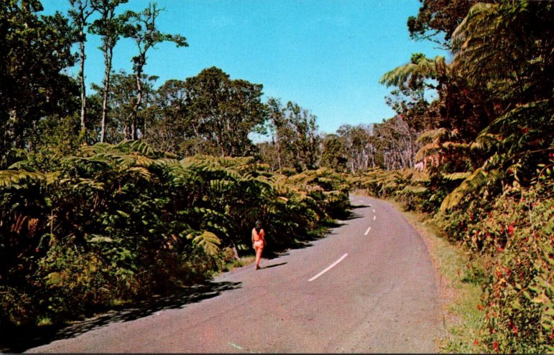 Hawaii Volvanoes National Park Road Through Fern Forest