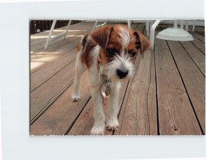 Postcard Maddy North Shore Animal League Port Washington New York USA