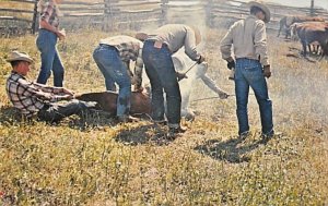 Branding Calves Montana, USA Cow Unused 