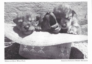 Mexican Grey Wolf Pups At Arizona-Sonora Desert Museum Tucson 4 by 6