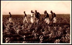 Egypt - Cotton Cultivation Thinning Plant Six Weeks Old - 