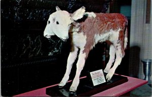 Florida St Augustine Ripleys Believe It Or Not Museum Two Headed Hereford Calf