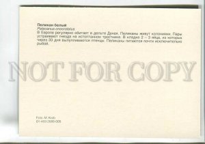 195567 Europe white pelican old postcard