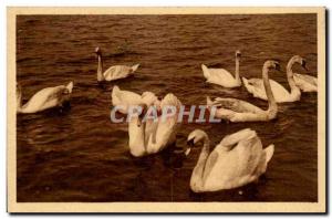 Hamburg - Hamburg - Germany Germany - Schwann - Swan - Old Postcard