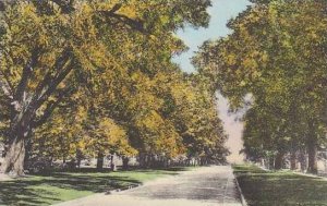 Vermont Manchester Main Street Looking North Albertype