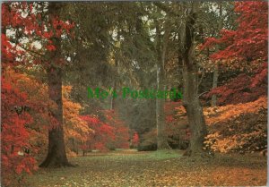 Gloucestershire Postcard - Westonbirt Arboretum, Tetbury  RR10741