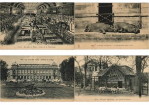 ZOO JARDIN DE PLANTES 200 Vintage ANIMAL Postcards pre-1930 (L4066)