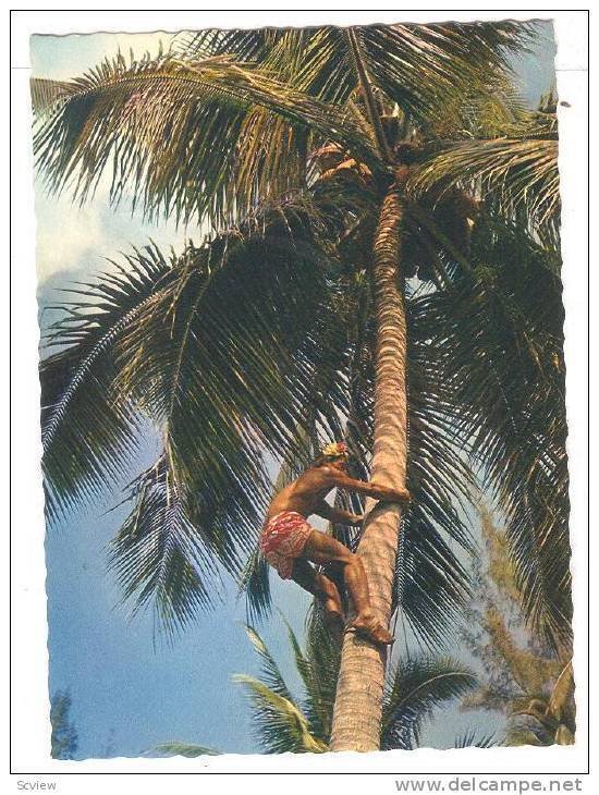 Picking fresh Coconuts , Tahiti , 50-70s