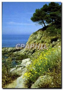 Modern Postcard The French Riviera Summer Bloom