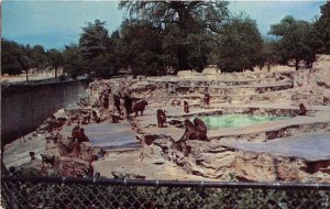 San Antonio Texas 1950s Postcard Monkey Island  Brackenridge Park Zoo