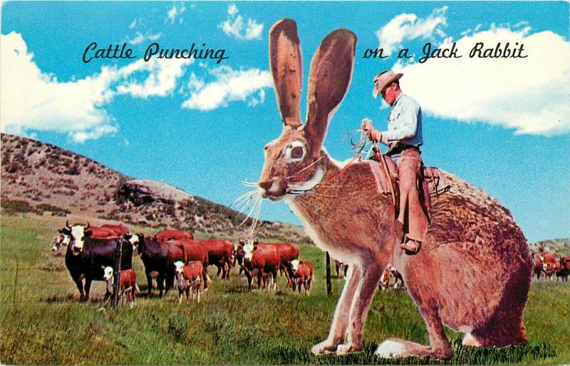 Cattle Punching on a Jack Rabbit 1962 Cowboy Postcard