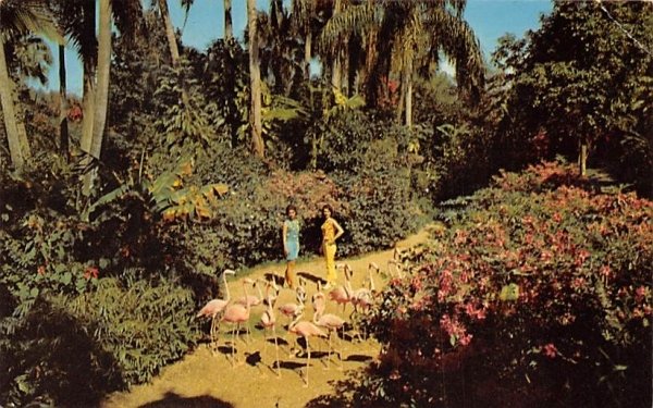 Flamingos and Flowers in the Sunken Garden St Petersburg, Florida