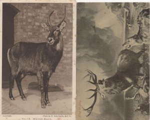 Water Buck London Zoo 2x Antique Postcard s