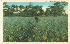 Forida Pineapple Field WB Postcard Unused Man in Hat