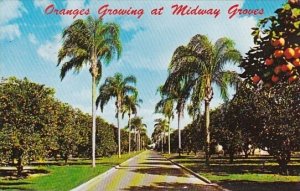 Florida Sarasota Oranges Growing At Midway Groves 1976