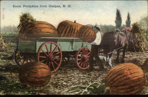 Ossipee NH Giant Pumpkins Exaggeration c1910 Postcard