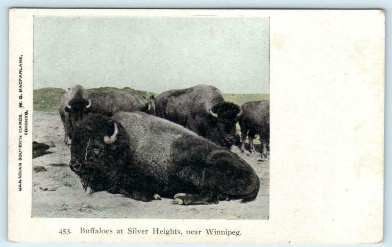 SILVER HEIGHTS Near Winnipeg, Manitoba, Canada ~ BUFFALOES c1910s  Postcard