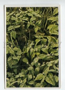 427984 Flower Galinsoga parviflora Sammelwerk Tobacco Card w/ ADVERTISING