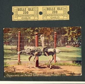 Detroit, Michigan/MI Postcard & Tickets, Ostriches At Zoo On Belle Isle, 1913!