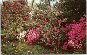 Bellingrath Gardens Mobile Alabama   - garden scene  (10-4951)