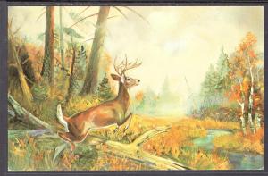 Whitetail Deer,Painting