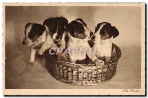 Old Postcard Dog Dogs