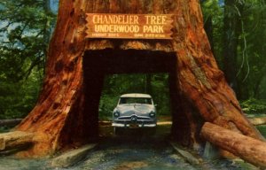 Underwood Park, California - Going through the Chandelier Tree in the 1950s