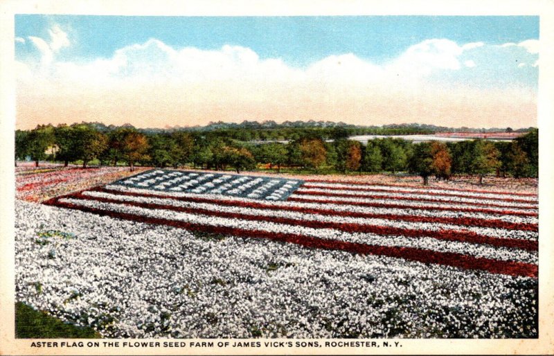 New York Rochester Aster Flag On The Flower Seed Farm Of James Vick's Sons