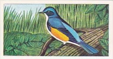 Glengettie Tea Trade Card Rare British Birds No 8 Red-Flanked Bluetail